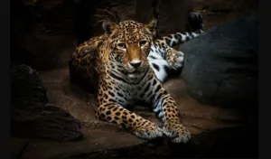 Seekor Macan Tutul Mengamuk di Pacet, Dua Warga Terluka, Penangkapan Berlangsung 2 Jam