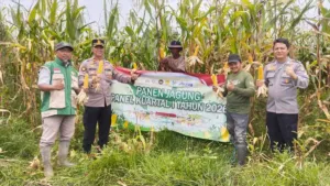 Polsek Kragilan Panen 1,7 Ton Jagung, Dukung Ketahanan Pangan Nasional