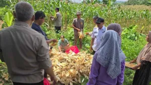 Panen Raya Jagung di Citeureup, Polisi Turun Langsung Dukung Ketahanan Pangan
