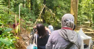 Bunga Bangkai Raksasa Mekar Sempurna di Kebun Raya Bogor Setelah 12 Tahun Tidur