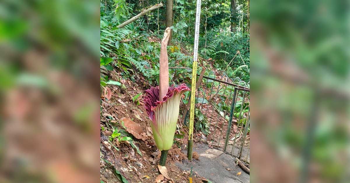 Bunga Bangkai Raksasa Mekar Sempurna di Kebun Raya Bogor Setelah 12 Tahun Tidur 2 bunga bangkai