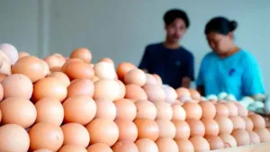 Harga Telur Tembus Rp31 Ribu di Bandung, Satgas Pangan Telusuri Rantai Pasok hingga Peternak Blitar 7 Harga Telur Tembus Rp31 Ribu di Bandung, Satgas Pangan Telusuri Rantai Pasok hingga Peternak Blitar