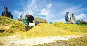 Stok Beras Nasional Capai 4,3 Juta Ton, Tertinggi Sepanjang Sejarah 9 Stok Beras Nasional Capai 4,3 Juta Ton, Tertinggi Sepanjang Sejarah