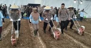 Tanam Jagung di Cikarang, Wakapolri Sebut Polri Kejar Target 4 Juta Hektare Lahan 2026 8 Tanam Jagung di Cikarang, Wakapolri Sebut Polri Kejar Target 4 Juta Hektare Lahan 2026