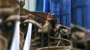 Sadis! Anak Komodo Diselundupkan dalam Pipa Paralon, Polisi Bongkar Perdagangan Satwa Rp565 Juta 2 Sadis! Anak Komodo Diselundupkan dalam Pipa Paralon, Polisi Bongkar Perdagangan Satwa Rp565 Juta
