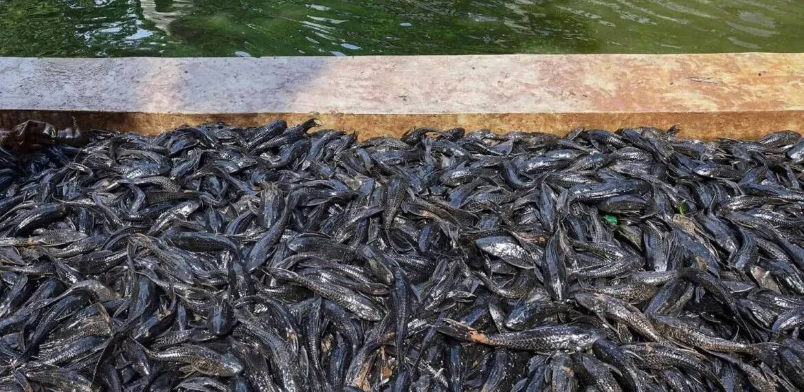 Inilah Bahaya Tersembunyi Ikan Sapu-sapu di Sungai yang Tercemar Limbah 1 Inilah Bahaya Tersembunyi Ikan Sapu-sapu di Sungai yang Tercemar Limbah