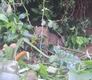 Macan Tutul Terluka di Bogor Dirawat Hingga Pulih, Kini Dilepas ke Habitat Alami 4 Macan Tutul Terluka di Bogor Dirawat Hingga Pulih, Kini Dilepas ke Habitat Alami