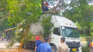 Pohon Tumbang di Jalan Ciawi–Sukabumi Sebabkan Dua Pengendara Terluka 4 Pohon Tumbang di Jalan Ciawi–Sukabumi Sebabkan Dua Pengendara Terluka