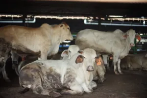 900 Sapi Kurban Disiapkan, Ini Strategi DKI Jaga Kualitas dan Distribusi 9 900 Sapi Kurban Disiapkan, Ini Strategi DKI Jaga Kualitas dan Distribusi