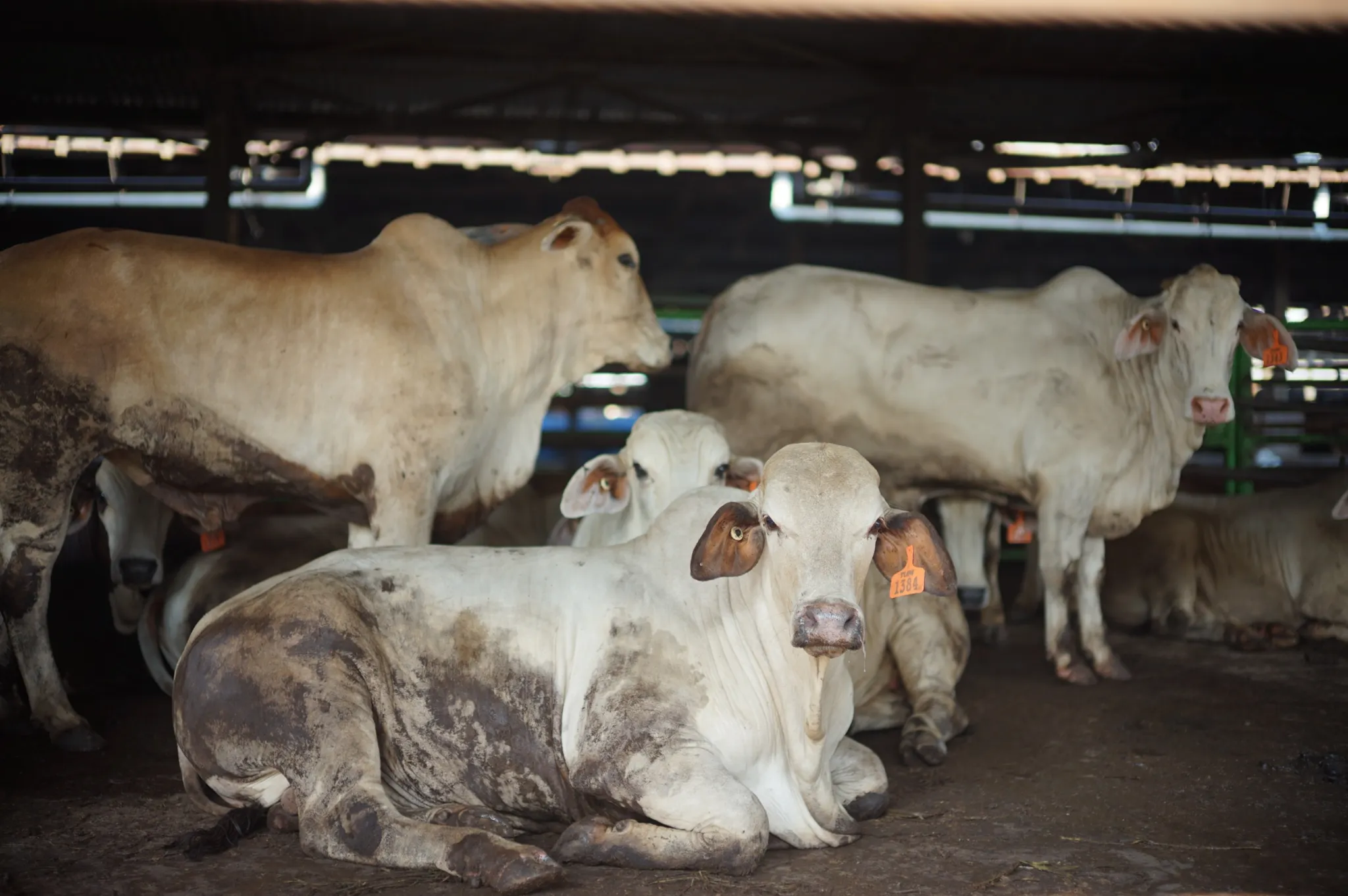 900 Sapi Kurban Disiapkan, Ini Strategi DKI Jaga Kualitas dan Distribusi 1 900 Sapi Kurban Disiapkan, Ini Strategi DKI Jaga Kualitas dan Distribusi