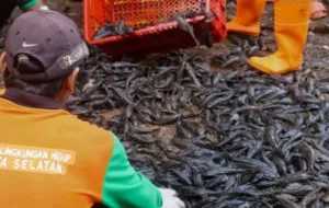 Satpol PP Gerebek Pengolahan Ikan Sapu-Sapu untuk Siomai, 5 Pria Diamankan
