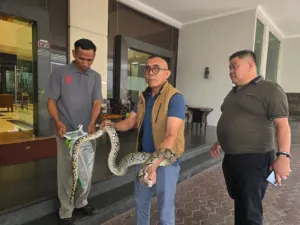 Tamu Hotel Tangkap Ular Sanca 2 Meter di Lobi Grand Daira Palembang, Aksi Heroik Bikin Heboh