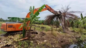 Kemenhut Tertibkan Perkebunan Kelapa Sawit Ilegal Seluas 102 Hektar di Sumut