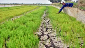 Godzilla El Nino Ancam Bekasi, Petani Diminta Siaga Hadapi Kekeringan