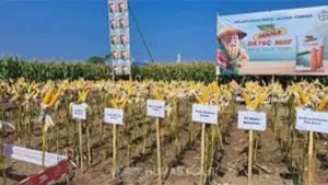 Polda Sulsel Kirim 41 Ribu Ton Jagung ke Bulog 5 Polda Sulsel Kirim 41 Ribu Ton Jagung ke Bulog