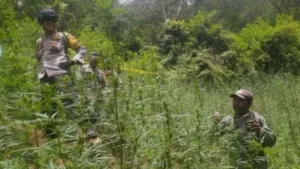 Ladang Ganja 20 Hektare di Empat Lawang Digerebek, 220 Kg Siap Edar Disita