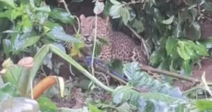 Macan Tutul Turun ke Permukiman Warga di Puncak Bogor, Dievakuasi dan akan Dilepasliarkan