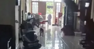 Monyet Liar Resahkan Warga Bantarjati Bogor, Sempat Masuk Rumah dan Kabur
