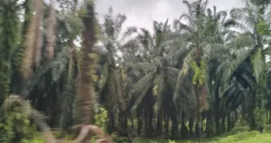 Profesor IPB Bantah Sawit Boros Air, Ungkap Akar Penolakan di Berbagai Daerah