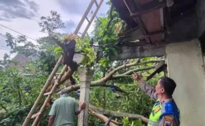 Angin Kencang di Anyer Sebabkan Pohon Tumbang Hingga Timpa Sekolah 7 Angin Kencang di Anyer Sebabkan Pohon Tumbang Hingga Timpa Sekolah