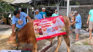Kokola Group bersama Mamah Dedeh Salurkan Kurban Sapi Limosin di Ciamis