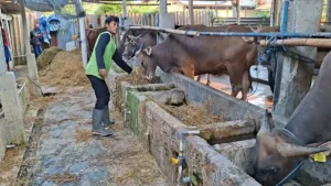 Jelang Iduladha, Pedagang Sapi di Bekasi Keluhkan Pembeli Hewan Kurban Menurun