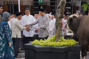 Kurban Jumbo Kemenkeu! Purbaya Serahkan Sapi 868 Kg untuk Iduladha 1447 H