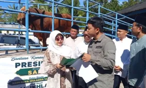 Sapi Kurban Presiden Prabowo untuk Warga Pandeglang, “Si Mulud” Berbobot 975 Kilogram