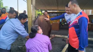 Dishub DKI Jakarta Salurkan 41 Sapi dan 15 Kambing di Iduladha 1447 H, Ribuan Warga Terima Manfaat