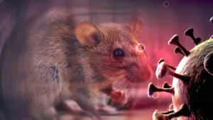 Waspada! Hantavirus Serang Paru dan Ginjal, Dinkes Bekasi Bagikan Cara Pencegahannya