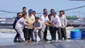 Presiden Prabowo Panen Raya Udang Vannamei di Kebumen