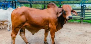 Ketergantungan Sapi Impor Australia Masih Tinggi, Ini Penyebab dan Risikonya 2 Ketergantungan Sapi Impor Australia Masih Tinggi, Ini Penyebab dan Risikonya