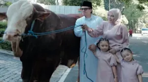 Atta Halilintar Tebar 12 Sapi Kurban ke Jawa Barat, Fokus Bantu Yatim dan Santri