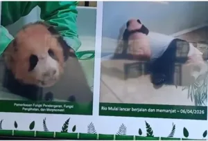 Taman Safari Bogor Perkenalkan Rio, Bayi Panda Raksasa Pertama Kelahiran Indonesia 5 Taman Safari Bogor Perkenalkan Rio, Bayi Panda Raksasa Pertama Kelahiran Indonesia