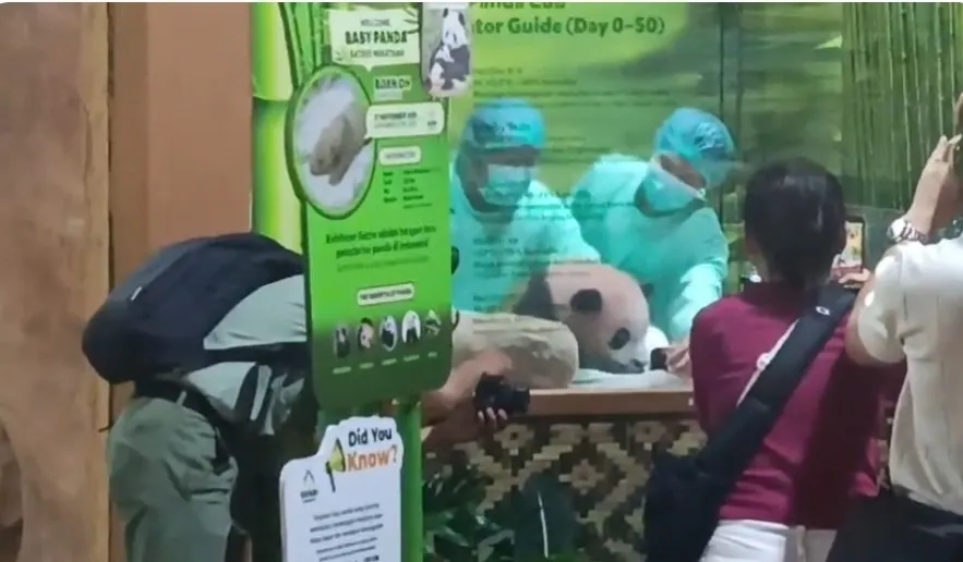 Taman Safari Bogor Perkenalkan Rio, Bayi Panda Raksasa Pertama Kelahiran Indonesia 2 bayi panda 2