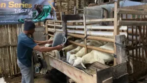 Dompet Dhuafa Perkuat Ekonomi Peternak Desa Lewat Program Jantara Jelang Iduladha 2026