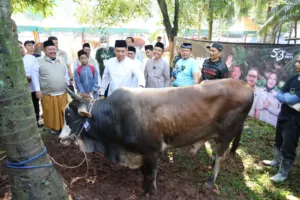 Wamentan Pastikan Stok Kurban Nasional Surplus 800 Ribu Ekor