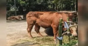 APBN untuk Sapi Kurban Prabowo Dipersoalkan, Gerindra Tegaskan Banmaspres Sudah Sesuai Aturan