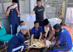 Suasana Haru di Lapas Paledang Bogor saat Idul Adha, 18 Hewan Kurban Dipotong Bersama Warga Binaan