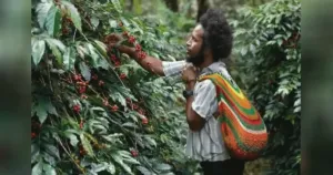 Dari Tiom ke Nusantara: Harapan Petani Papua Mengalir Lewat Aroma Kopi