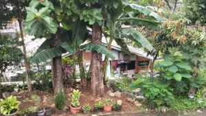 Terdesak Kebutuhan Hidup, Pria di Cileungsi Diamankan Usai Curi Lima Tandan Pisang
