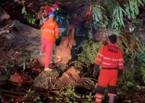 Cuaca Berawan Dominasi Kota Bogor, BPBD Tangani Pohon Tumbang dan Atap Rumah Ambruk