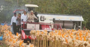 Prabowo Bangga! Swasembada Pangan RI Melonjak, Dunia Mulai Lirik Indonesia