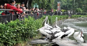 Ragunan Diserbu Ribuan Pengunjung, Libur Panjang Diprediksi Tembus 120 Ribu Orang