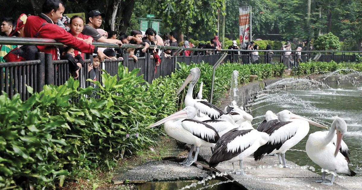 Ragunan Diserbu Ribuan Pengunjung, Libur Panjang Diprediksi Tembus 120 Ribu Orang 1 Ragunan Diserbu Ribuan Pengunjung, Libur Panjang Diprediksi Tembus 120 Ribu Orang