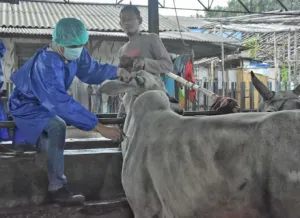 19 Ribu Hewan Kurban Diperiksa di Bekasi, Mayoritas Aman untuk Dikonsumsi