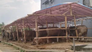 Pedagang Hewan Kurban Mulai Ramai di Bogor, Permintaan Diprediksi Capai 15 Ribu Ekor