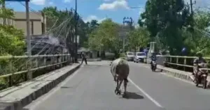Kerbau Kurban Ngamuk di Rangkasbitung, Seruduk Motor hingga Terobos Rumah Warga