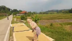 Petani Lebak Keluhkan Barcode BBM Alsintan, Akses Solar Subsidi Dinilai Makin Sulit 6 Petani Lebak Keluhkan Barcode BBM Alsintan, Akses Solar Subsidi Dinilai Makin Sulit