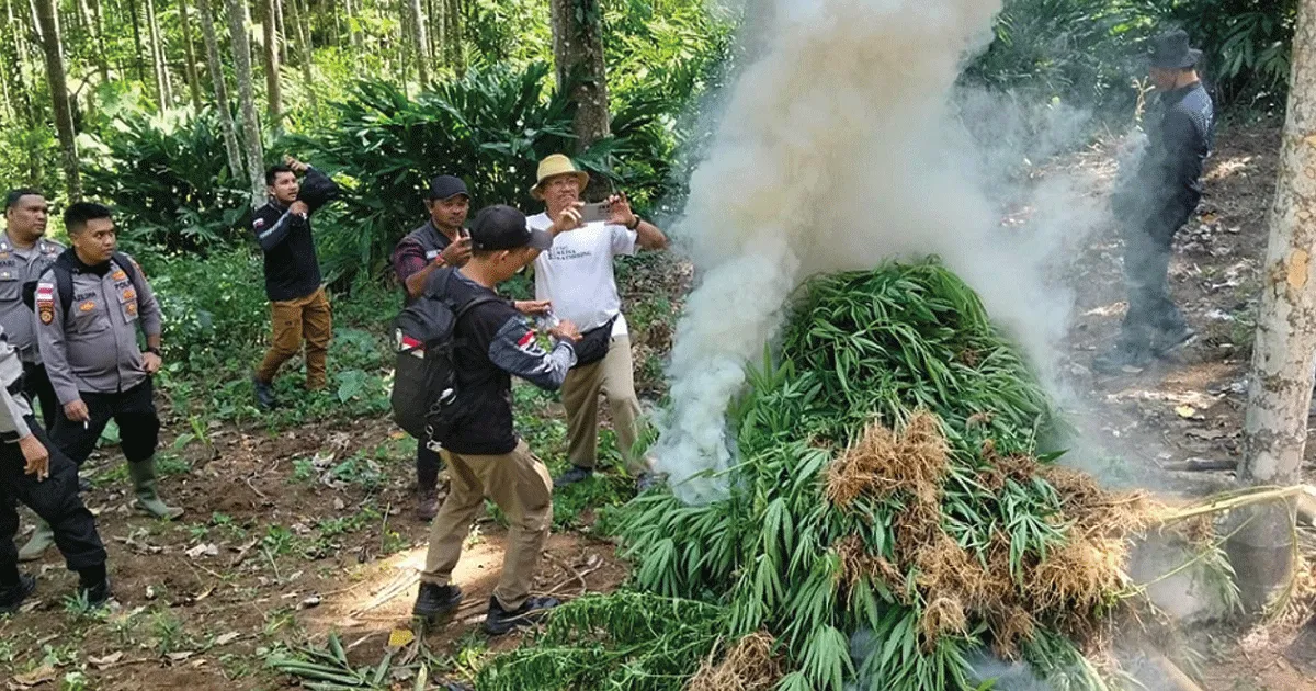 Aparat Bakar 3.000 Batang Ganja di Aceh Utara, Asapnya Menyebar ke Berbagai Arah 1 Aparat Bakar 3.000 Batang Ganja di Aceh Utara, Asapnya Menyebar ke Berbagai Arah
